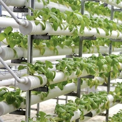 Теплица для безземельного выращивания крупномасштабного овощного и фруктового производства