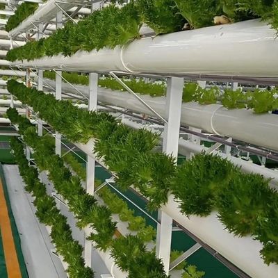 Теплица для безземельного выращивания крупномасштабного овощного и фруктового производства