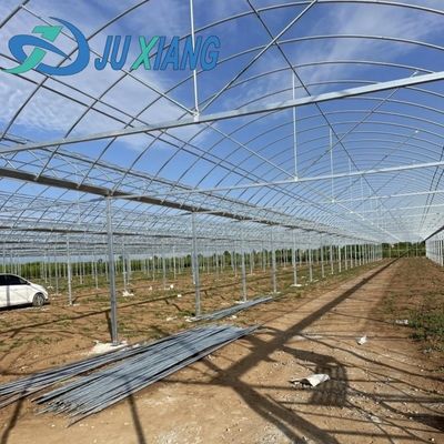 Теплица для производства помидоров и огурцов с гидропонической системой выращивания