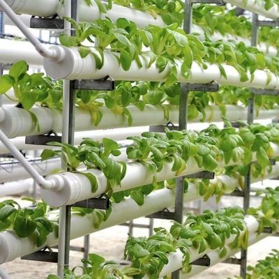 US 20/Piece Vegetable Greenhouse with Single-Span Agriculture Tunnel Plastic Film (США 20/Piece Vegetable Greenhouse with Single-Span Agriculture Tunnel Plastic Film) - Тепличная теплица для растений с одноразовой сельскохозяйственной тоннельной пластиковой пленкой