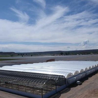 Многопролетная стеклянная теплица с гидропонической системой Cocopeat и настройкой
