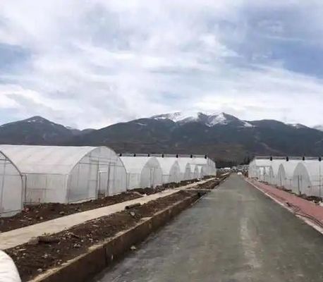 Коммерческая теплица с пластиковым покрытием для помидоров, клубники и салата