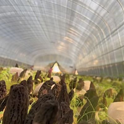 Большой доступный гидропонный тоннель парниковый пакет решения валовой весом 20 000 кг