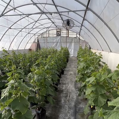 Большой доступный гидропонный тоннель парниковый пакет решения валовой весом 20 000 кг