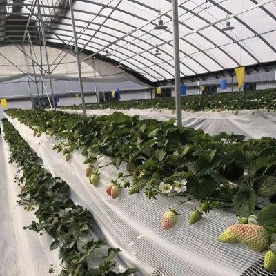 Коммерческая система выращивания кокопеи в экономической туннельной теплице для улучшения урожая