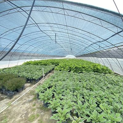 Коммерческая система выращивания кокопеи в экономической туннельной теплице для улучшения урожая