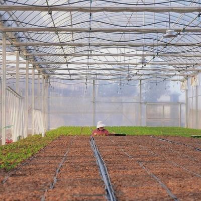 Крыша с аркированной крышей экологическая теплица для овощей и саженцев
