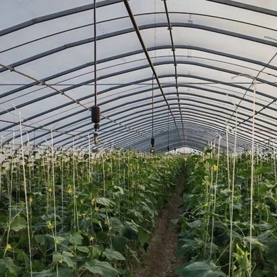 Революционируйте производство овощей с помощью теплицы с капельным орошением