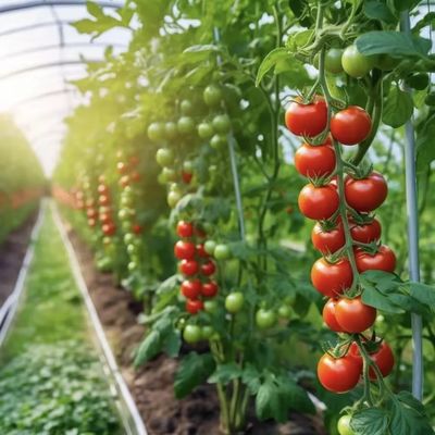 Инновационная многопролетная система тепличных туннелей для капельного орошения с 30-дневным возвратом