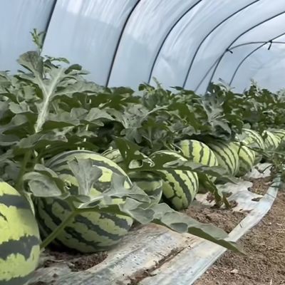Инновационная многопролетная система тепличных туннелей для капельного орошения с 30-дневным возвратом