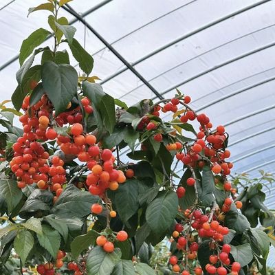Китайское происхождение пленка покрытие теплицы установка стоимость доставки и расчетный срок доставки