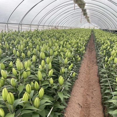 Китайское происхождение пленка покрытие теплицы установка стоимость доставки и расчетный срок доставки