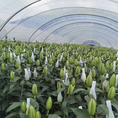Китайское происхождение пленка покрытие теплицы установка стоимость доставки и расчетный срок доставки