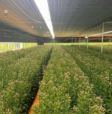 Оригинальное название: Multi-Span Film Greenhouse для легкой установки и обслуживания
