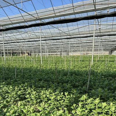 Оригинальное название: Multi-Span Film Greenhouse для легкой установки и обслуживания