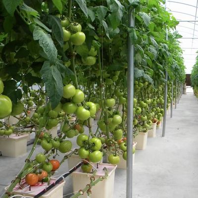 Запрос на индивидуальное оборудование для теплицы "Venlo Multi Span" 1 квадратный метр Min.Order
