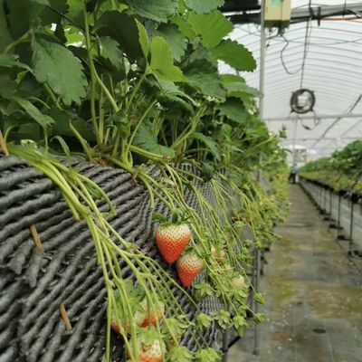 Многопролетная пленка теплицы для сельского хозяйства Пакет валовой массы 20 000 кг и доступный