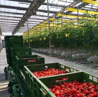 Теплица с двойной аркой для выращивания грибов