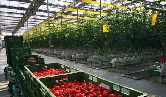 Запрос на заказ Снежный вибратор Теплица для выращивания капсика в долларах США