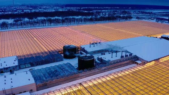Культивирование грибов на сводчатой крыше Солнечный свет Тепличная упаковка Валовая масса 1000.000kg