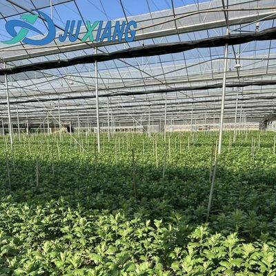 Культивирование грибов на сводчатой крыше Солнечный свет Тепличная упаковка Валовая масса 1000.000kg