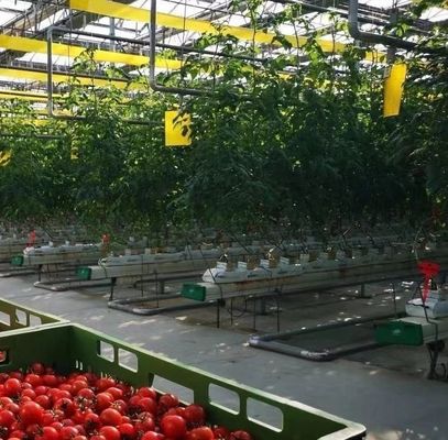 Настраиваемый Арк туннель теплица Солнечный свет Теплица для выращивания капсика