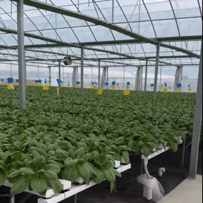 Коммерческий тепличный комплект с многопролетным оборудованием с прочной PVC трубой и системой капельного орошения