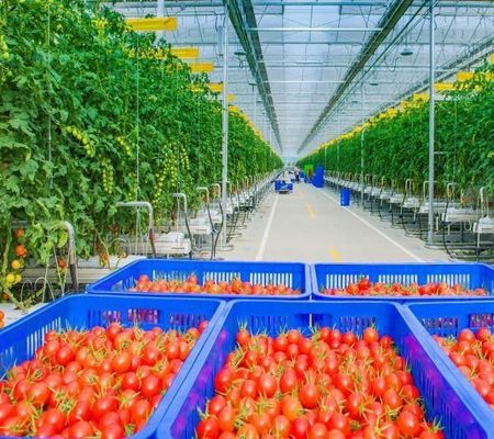 Одно- или многоразовые вибраторы для выращивания фруктовых помидоров