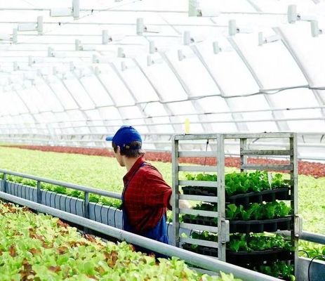 Специализированный вибратор снега теплица для посадки томатов одно или многоразовый большой