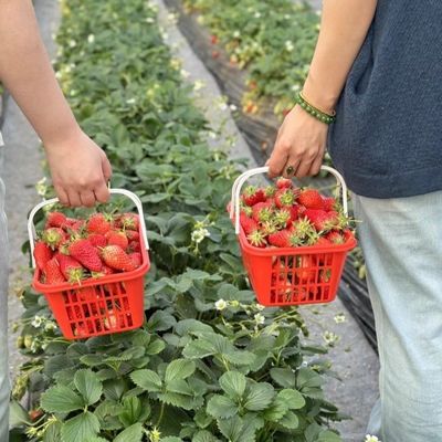 Крупномасштабное сельское хозяйство Капельное орошение Теплица 50,00 см * 60,00 см * 50,00 см Полная оплата