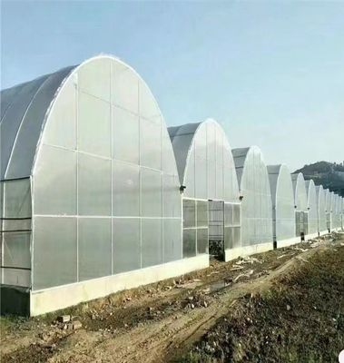Покрытая пленкой большая многопролетная высокая туннельная теплица для крупномасштабного выращивания