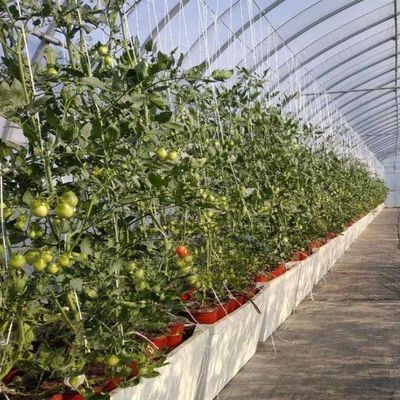 Пластиковые теплицы отделение многопролетные Po/PE коммерческие теплицы с гидропоникой
