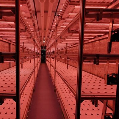 Тип Интеллектуальный контроль Сельское хозяйство Гидропоническая контейнерная ферма по индивидуальному запросу