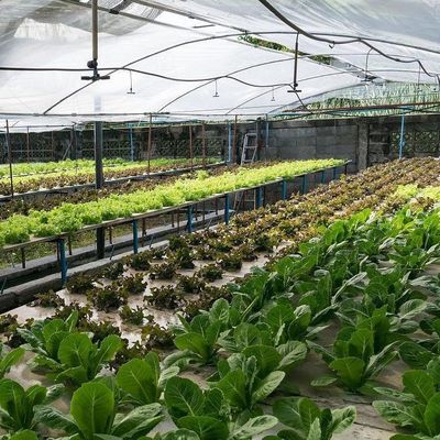 2000.000kg Пакет валовой массы Коммерческая теплица для гидропоники Климатически контролируемая