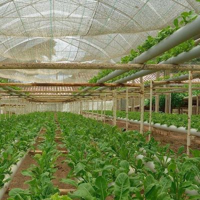 2000.000kg Пакет валовой массы Коммерческая теплица для гидропоники Климатически контролируемая
