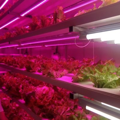 Контейнерное выращивание клубники упрощено с помощью многопрофильных сельскохозяйственных теплиц
