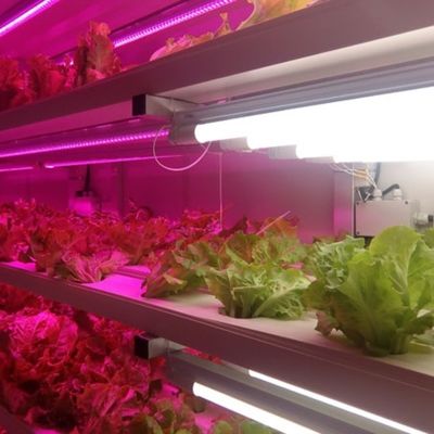 Контейнерное выращивание клубники упрощено с помощью многопрофильных сельскохозяйственных теплиц