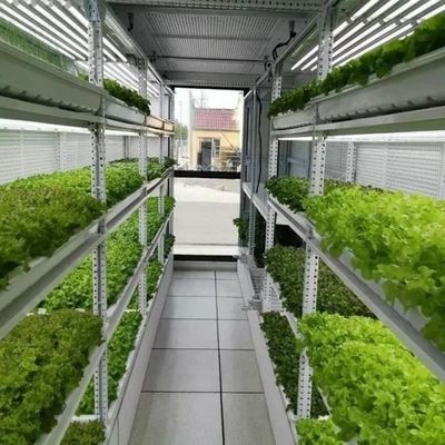 Контейнерное выращивание клубники упрощено с помощью многопрофильных сельскохозяйственных теплиц