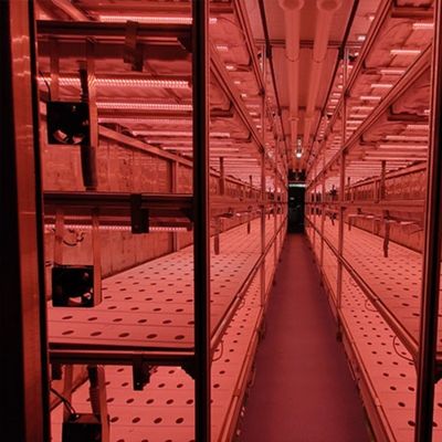 Контейнерное выращивание клубники упрощено с помощью многопрофильных сельскохозяйственных теплиц