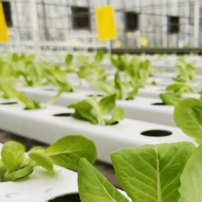 Подходящий для выращивания семян бюджетный теплица с пленкой с пластиковым покрытием