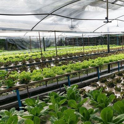 Технология без почвы и временное отопление Теплица для выращивания овощей 2000 000 кг