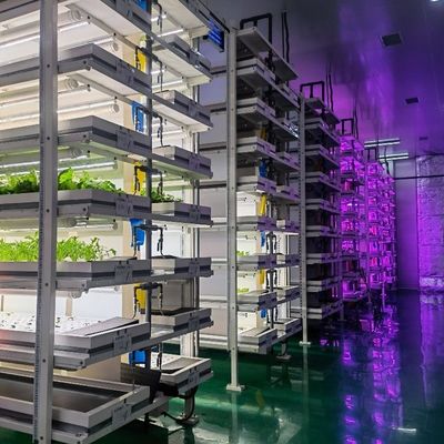Коммерческая система выращивания микрозеленых растений в помещении с гидропоникой с контейнером-теплицей JX