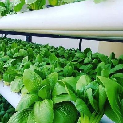 Крыша с формой арки, многопролетная теплица для гидропоники с регулируемой температурой