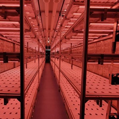 Juxiang OEM живые овощи гидропонная культура система с 40ft контейнер теплицы