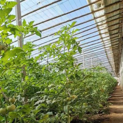 Аркированная крыша Аквакультура Растительная пленка Солнечный свет Теплица для цветка клубники США