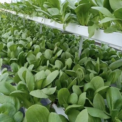 Аркированная крыша Аквакультура Растительная пленка Солнечный свет Теплица для цветка клубники США