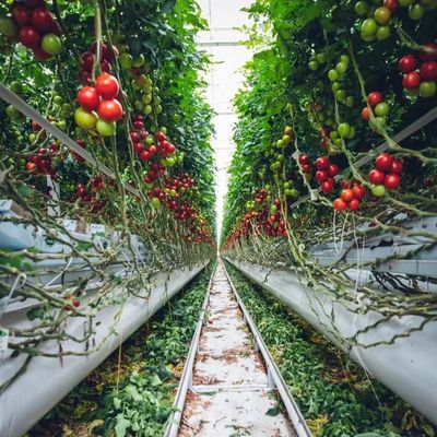 Аркированная крыша Аквакультура Растительная пленка Солнечный свет Теплица для цветка клубники США