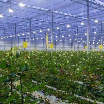 Система освещения для контейнерных теплиц Пакет валовой вес 2000.000kg Валюта США