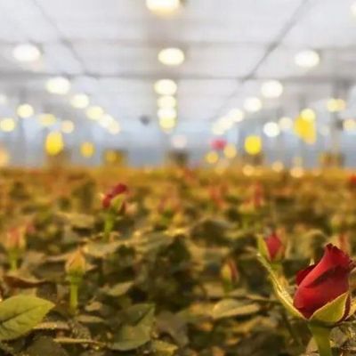 Система освещения для контейнерных теплиц Пакет валовой вес 2000.000kg Валюта США