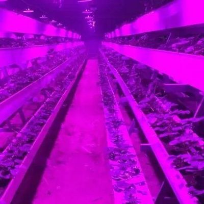 Система освещения для контейнерных теплиц Пакет валовой вес 2000.000kg Валюта США